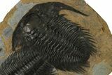 Pair of Huge & Spectacularly Preserved Acadoparadoxides Trilobites #378250-4